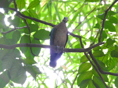 Chalcophaps indica