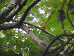 Culicicapa ceylonensis