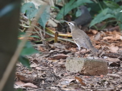 Turdus obscurus