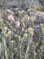 Helichrysum zeyheri