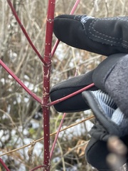 Cornus sericea