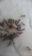 Paratrechina longicornis