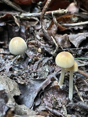 Coprinellus impatiens