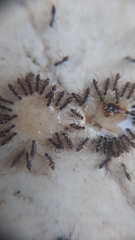 Paratrechina longicornis