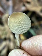 Coprinellus impatiens