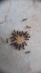 Paratrechina longicornis