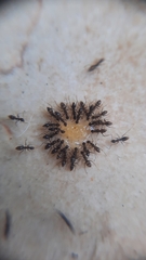 Paratrechina longicornis