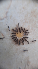 Paratrechina longicornis