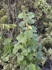 Hibiscus lunariifolius