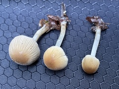 Coprinellus impatiens
