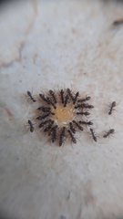 Paratrechina longicornis