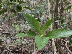 Tocoyena bullata