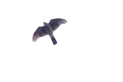 Accipiter nisus