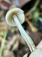 Coprinellus impatiens