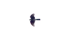 Accipiter nisus