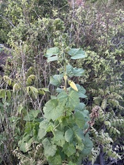 Hibiscus lunariifolius