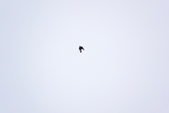 Accipiter nisus