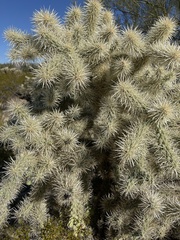 Cylindropuntia fulgida