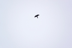Accipiter nisus