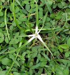 Rhynchospora nervosa