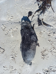 Arctocephalus pusillus pusillus