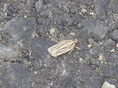 Agonopterix umbellana