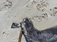 Arctocephalus pusillus pusillus