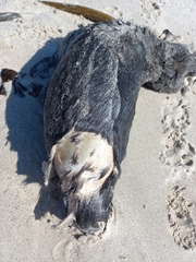 Arctocephalus pusillus pusillus