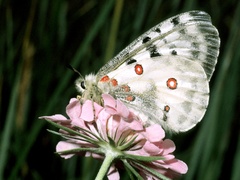 Parnassius apollo