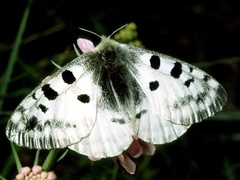 Parnassius apollo