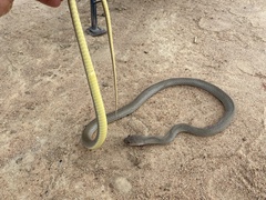 Psammophis mossambicus