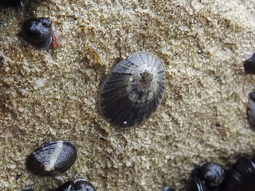 Cellana radians