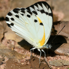 Appias epaphia