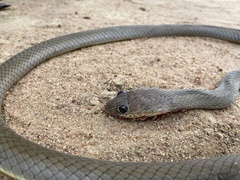 Psammophis mossambicus