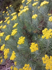 Hymenolepis crithmifolia