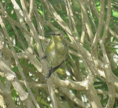 Nectarinia famosa famosa
