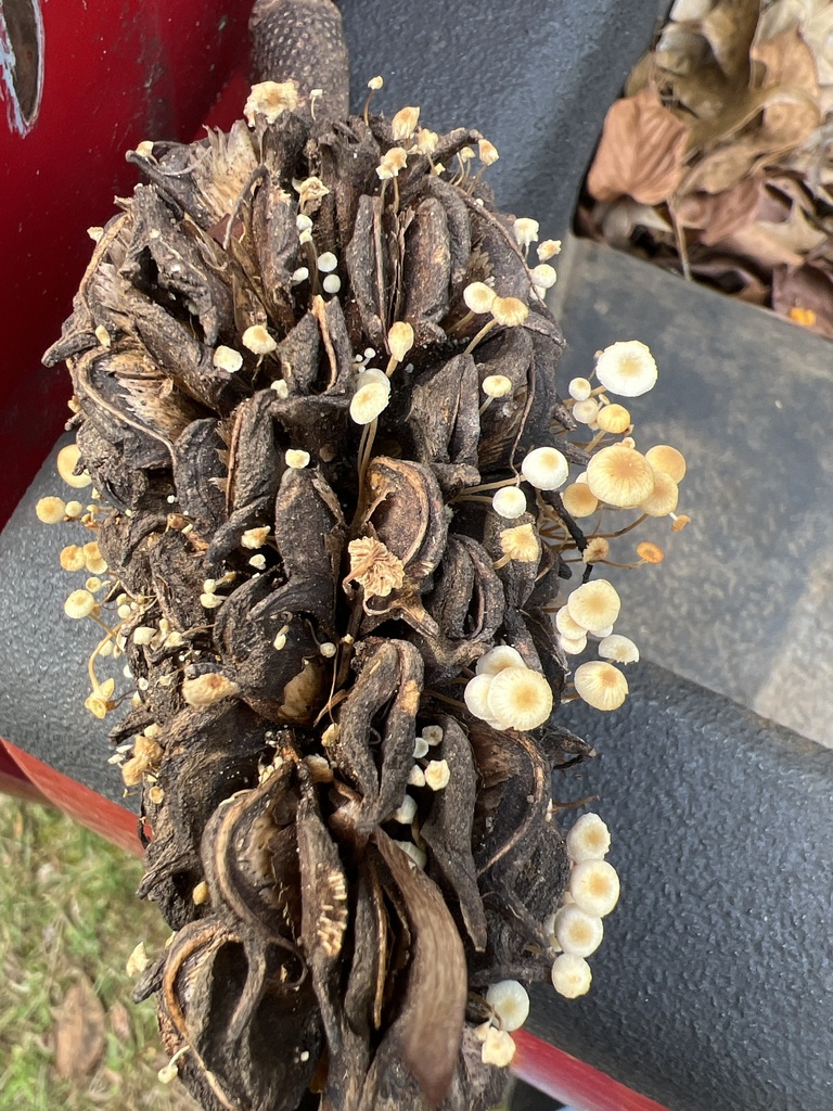 magnolia-cone mushroom from SR-212, Conyers, GA, US on November 19 ...