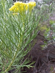 Hymenolepis crithmifolia