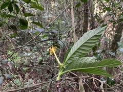 Tocoyena bullata