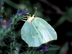 Gonepteryx
