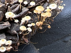 Strobilurus conigenoides