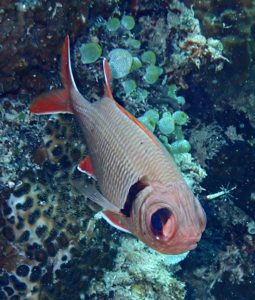 Pearly soldierfish