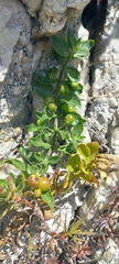Teedia lucida