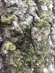 Collema subnigrescens