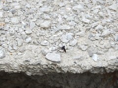 Anthrax aterrimus