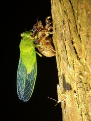 Chremistica ochracea