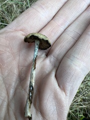 Psilocybe azurescens