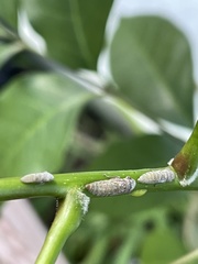 Homalodisca ichthyocephala