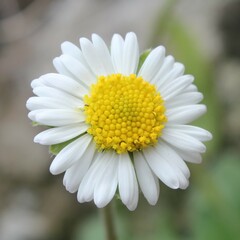 Bellis sylvestris