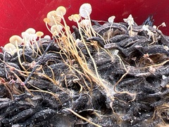 Strobilurus conigenoides